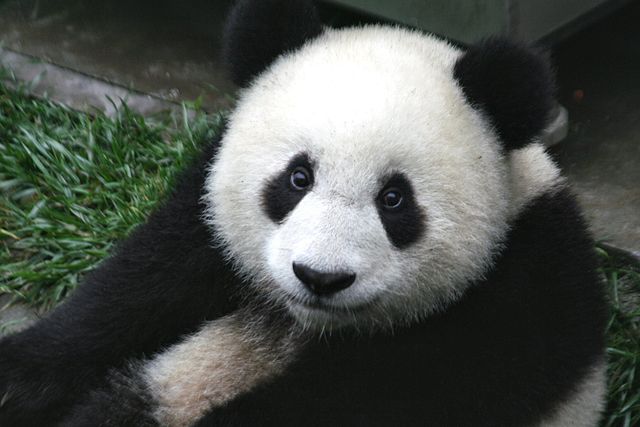 A cute panda looking directly at the camera